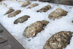 Fresh oysters
